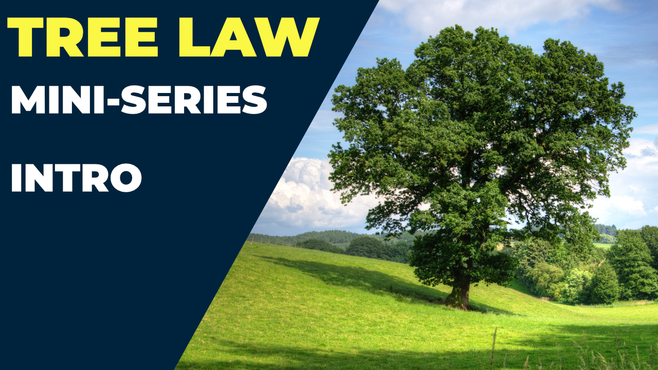 Tree Law Miniseries Introduction, Barrister & Mediator ShenSmith